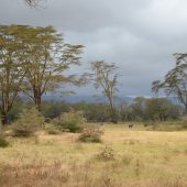  Ngorongoro Crater, TZ